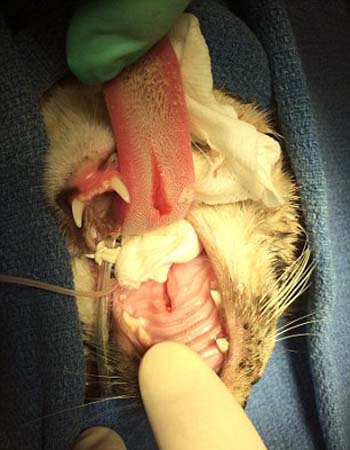 بالصور شاهد كيف تم ازالة السهم من جسد قطة بأمريكا