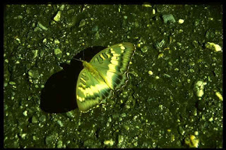 صور فراشات ملونة butterfly ، صور فراشات على الورد 2014 ، صور فراشات بألوان مختلفة 2014