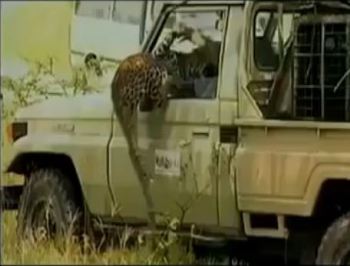 بالفيديو ،، شاهد ماذا فعل الفهد بصاحب السيارة