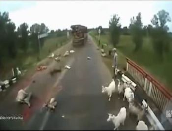 بالفيديو ،، سائق متهور يقتل قطيع من الحيوانات ببرودة اعصاب