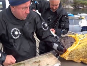 بالفيديو ،، سمكة تعاقب الصياد الذي اصطادها