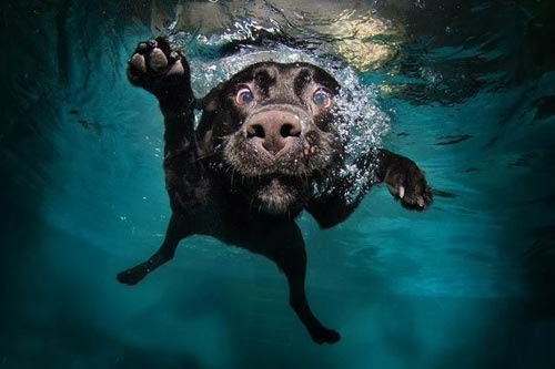 صور وجوه الكلاب تحت الماء