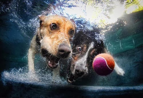 صور وجوه الكلاب تحت الماء