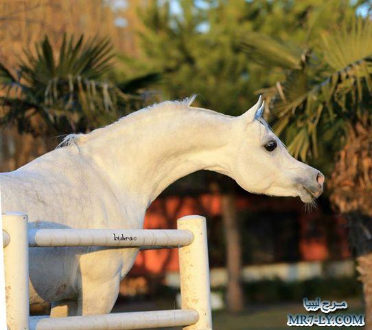 صور  خلفيات خيول عربية اصيلة 2014 ،، صور خيول عربية جميلة 2014 ،، صور خيول عربية اصيلة 2014