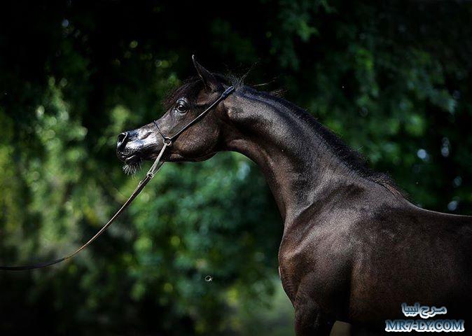 صور  خلفيات خيول عربية اصيلة 2014 ،، صور خيول عربية جميلة 2014 ،، صور خيول عربية اصيلة 2014