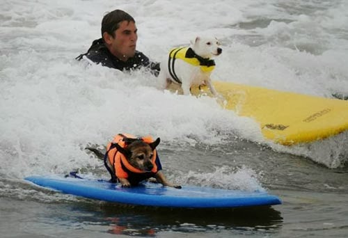 صور الكلاب وهي تركب الامواج ،، صور طريفة جدا
