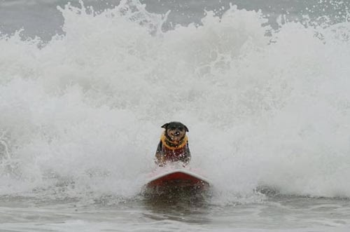 صور الكلاب وهي تركب الامواج ،، صور طريفة جدا