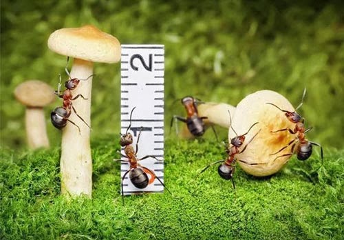 بالصور تعرف على عالم النمل الخيالي عن قرب