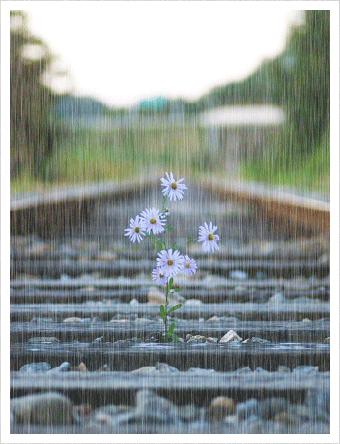 صور تساقط المطر 2014 ،، صور جميلة عن تساقط المطر 2014 ،، صور وكلمات معبرة عن تساقط المطر 2014