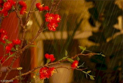 صور أمطار متحركة 2014 , خلفيات أمطار جميلة 2014 , صور أمطار فصل الشتاء 2014