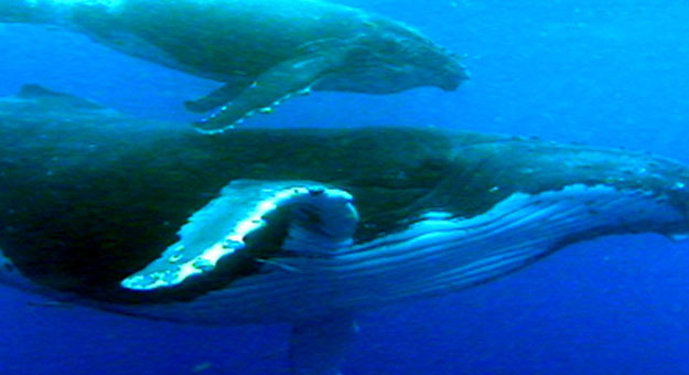 هل تعلم ؟؟ .. ان الحوت الأزرق هو أضخم حيوان على الكرة الأرضية