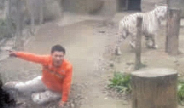 بالفيديو نمر أبيض يفترس احد زوار حديقة الحيوان بالصين