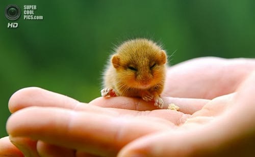 بالصور تعرف على أصغر حيوانات الأرض ,, صور حيوان الزغبة