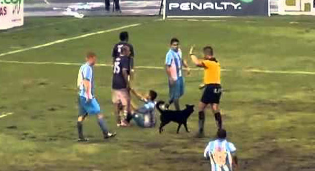 بالفيديو كلب يقتحم مباراة في الدورى البرازيلى