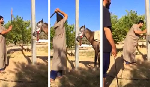 بالفيديو رجل سعودي يعذب حصان بطريقة بشعة جدا