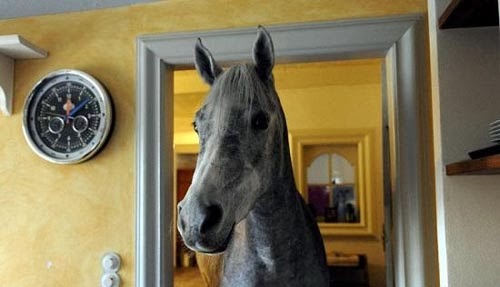 بالصور حصان يعيش مع فتاة ألمانية في بيتها