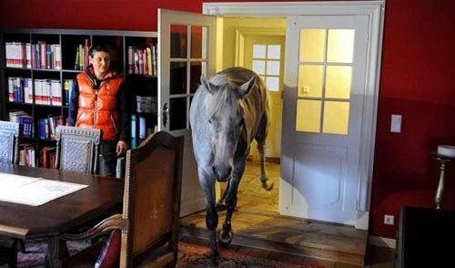 بالصور حصان يعيش مع فتاة ألمانية في بيتها