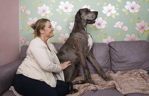 بالصور تعرف على قصة أكبر كلب في العالم
