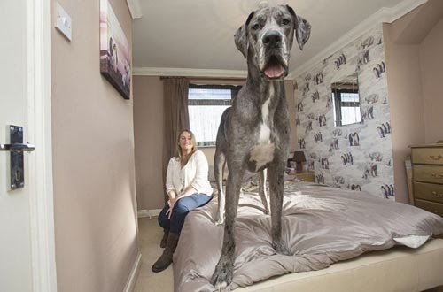 بالصور تعرف على قصة أكبر كلب في العالم