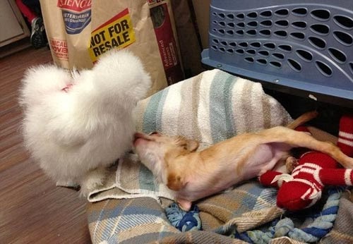 بالصور صداقة غير عادية بين دجاجة وكلب
