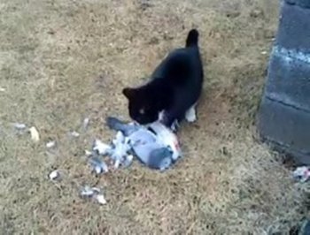 بالفيديو حمامة تتصنع الموت لتهرب من بين يدي قطة