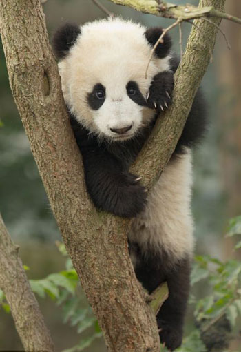 بالصور شاهد أشبال الباندا وهي تتدرب على تسلق الاشجار