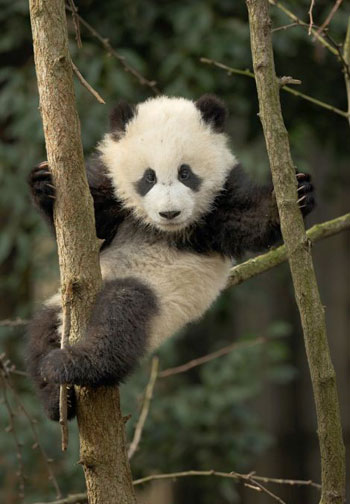 بالصور شاهد أشبال الباندا وهي تتدرب على تسلق الاشجار