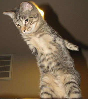 قط بدون أطراف امامية يستطيع ان يقفز بسهولة - شاهد الصور