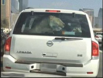 بالفيديو أسد داخل سيارة في شوارع دبي