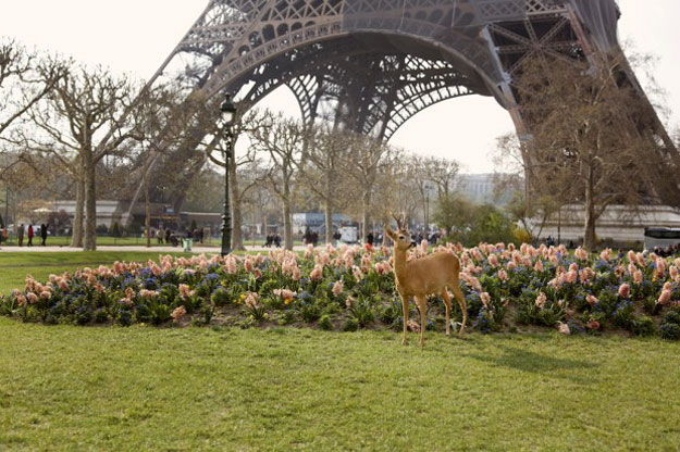 بالصور غزالة تلهو في شوارع مدينة باريس