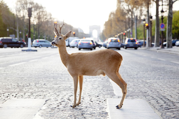 بالصور غزالة تلهو في شوارع مدينة باريس