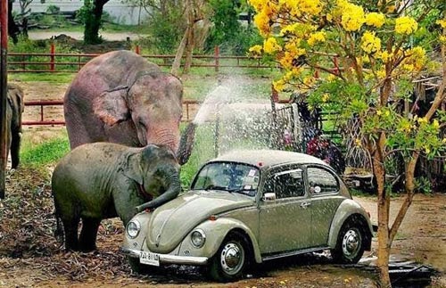 بالصور فيلة تغسل السيارات في ولاية أوريغون الأميركية