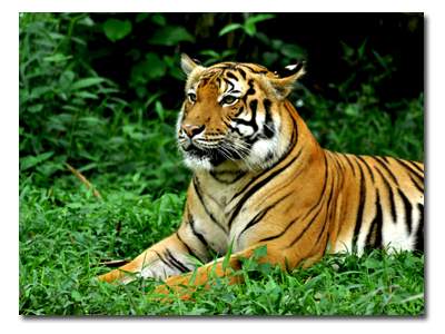 صور حديقة الحيوان نيجارا في ماليزيا 2014 , معلومات عن حديقة نيجارا 2014