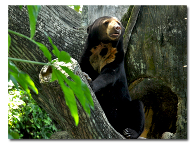 صور حديقة الحيوان نيجارا في ماليزيا 2014 , معلومات عن حديقة نيجارا 2014
