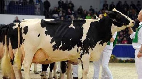 صور مسابقة ملكة جمال الأبقار لترويج اللبن