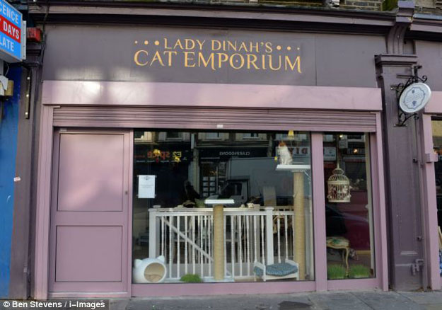 صور مقهى القطط في بريطانيا