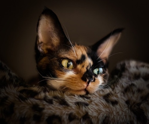 صور خلفيات قطط حلوة 2014 للكمبيوتر , لمحبي القطط أجمل الصور 2014 , صور لأحلى أنواع القطط 2014