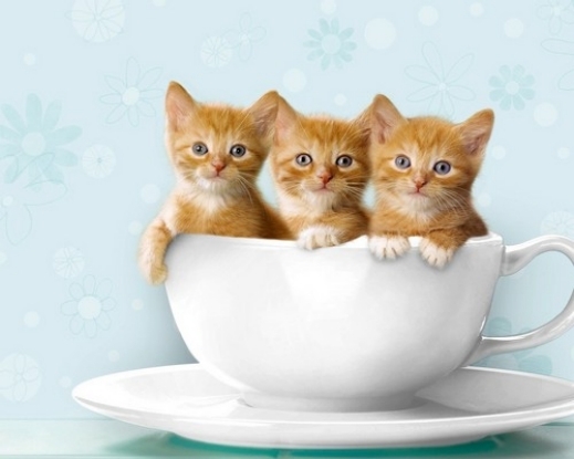 صور خلفيات قطط حلوة 2014 للكمبيوتر , لمحبي القطط أجمل الصور 2014 , صور لأحلى أنواع القطط 2014