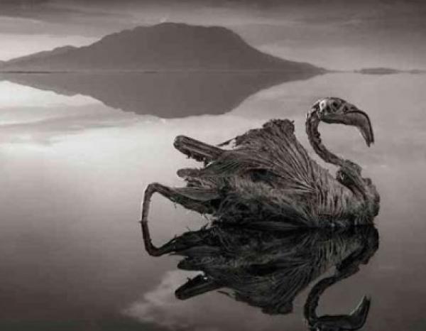 بالصور بحيرة مرعبة تحول الحيوانات إلى حجر في تنزانيا