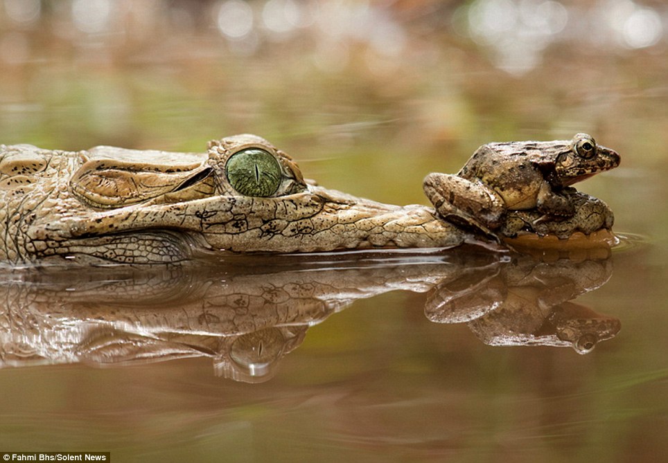 بالصور ضفدع يتغلب على تمساح بطريقة ذكية