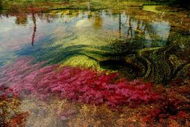 صور جميلة وساحرة لنهر كانو كرستيال - Cano Cristales