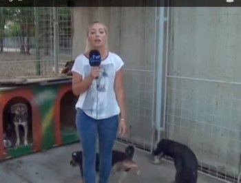 بالفيديو كلب يحرج مراسلة تلفزيونية على الهواء مباشرة