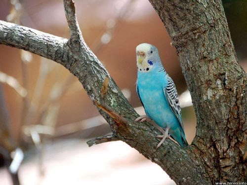 بالاسم والصور تعرف على الطيور الأكثر إثارة للإعجاب في العالم