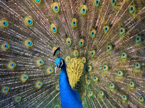 بالاسم والصور تعرف على الطيور الأكثر إثارة للإعجاب في العالم
