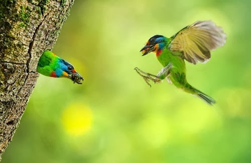 صور عصافير ملونة وجميلة 2014
