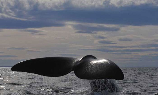 صور الحوت المرقَّط 2014 , معلومات عن الحوت المرقَّط 2014