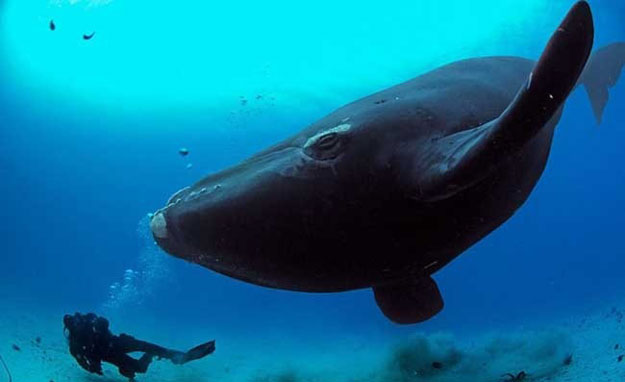صور الحوت المرقَّط 2014 , معلومات عن الحوت المرقَّط 2014