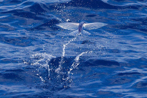 صور السمك الطائر 2014 , معلومات بالصور والفيديو عن السمك الطائر 2014