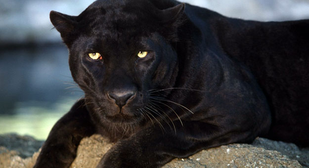 تعرف على أضخم أنواع الأسود في العالم , panther