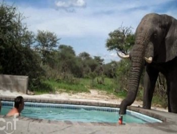 بالفيديو فيل عملاق يشرب الماء من بركة السباحة